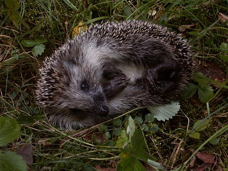 Free Hedgehog Animal photo and picture