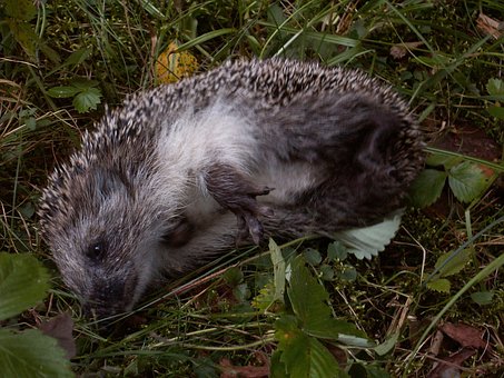 Free Hedgehog Mammal photo and picture