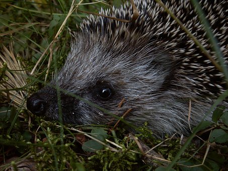 Free Hedgehog Animal photo and picture