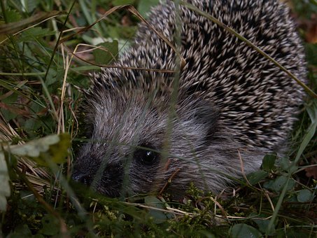 Free Hedgehog Animal photo and picture