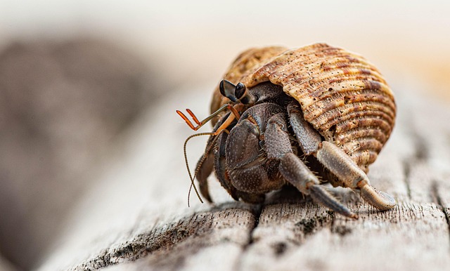 Free Crab Shellfish photo and picture