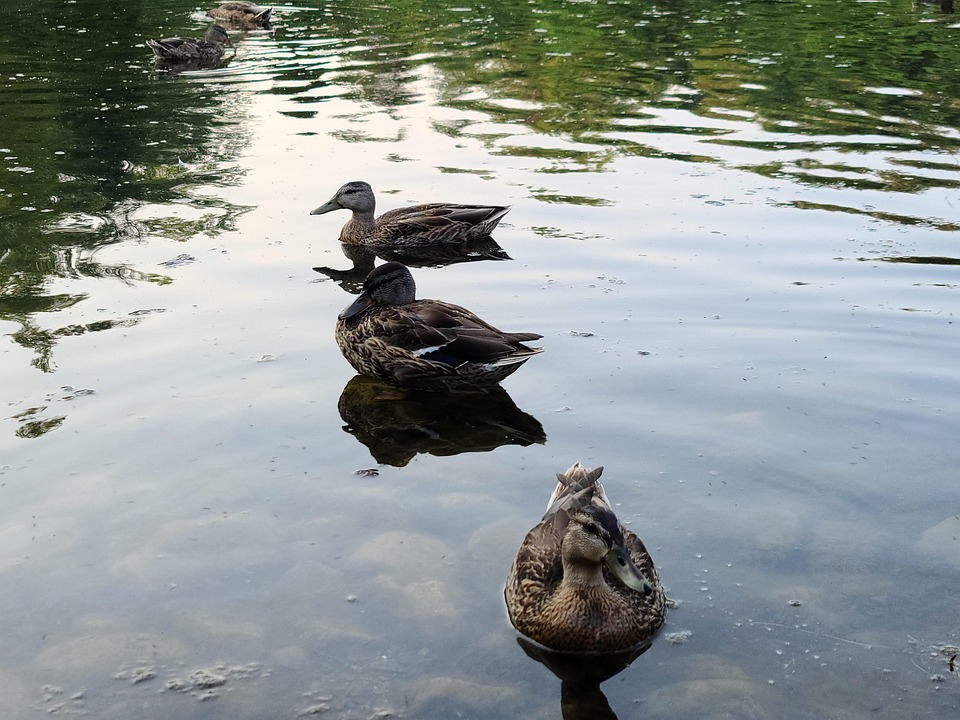 Ducks Birds Feathers - Free photo on Pixabay