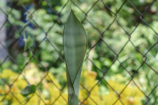 Free Sansevieria Sansevieria Moonshine photo and picture