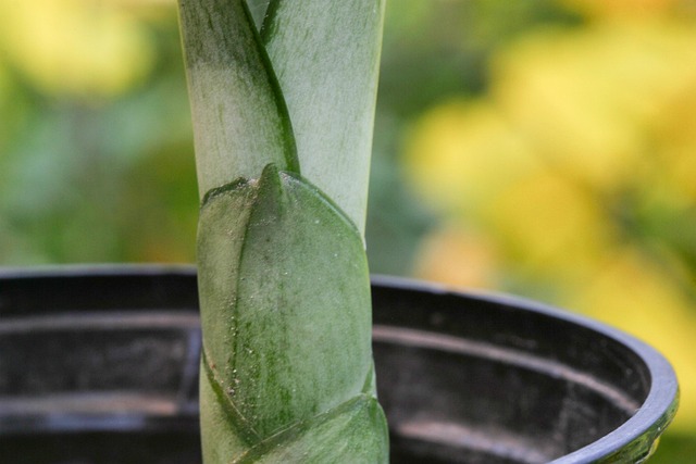 Free Sansevieria Stem photo and picture