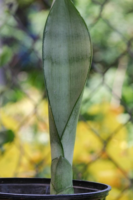 Free Sansevieria Sansevieria Moonshine photo and picture