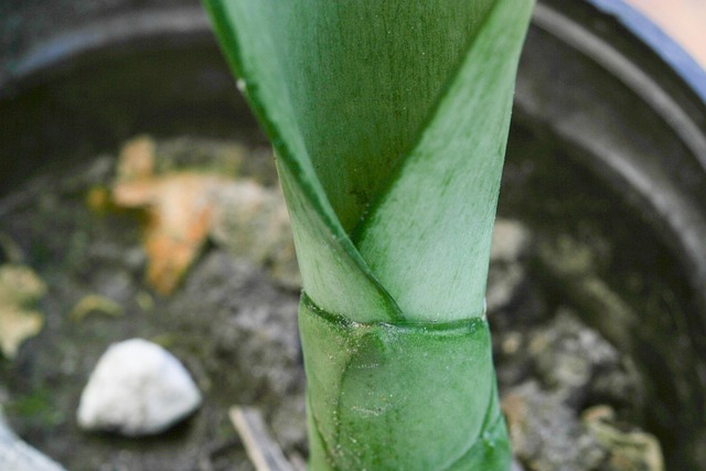 Free Sansevieria Stem photo and picture