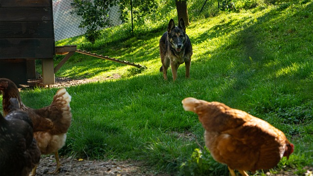 Jacht, Wolf, Kip, Eten, Jager, Dier