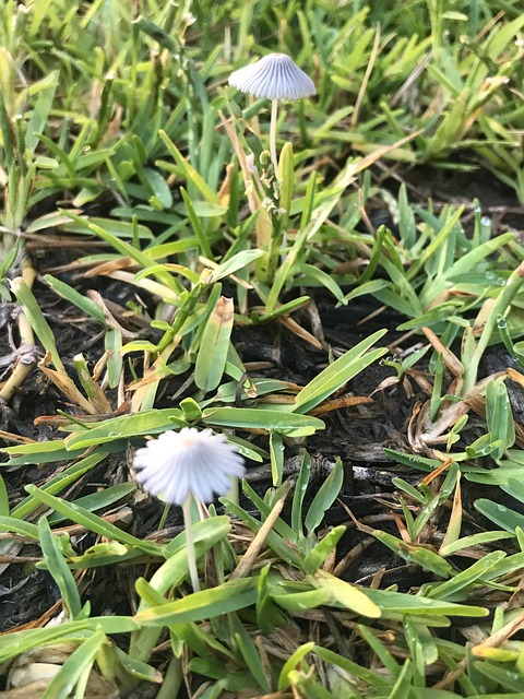 Bunga Rumput Tanaman Liar Berbunga - Foto gratis di Pixabay - Pixabay