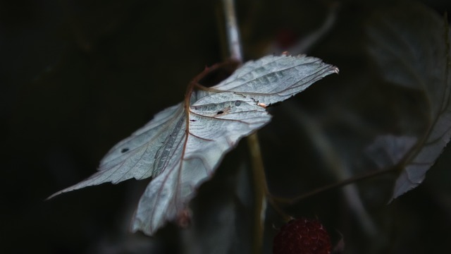 Free Leaf Plant photo and picture
