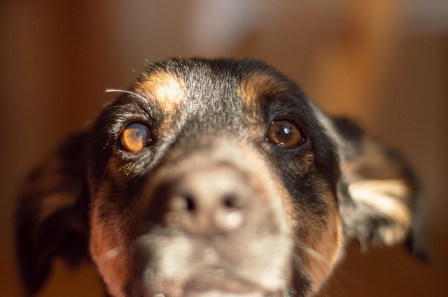 Free Dog Nature photo and picture