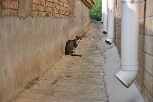 Free Cat Animal photo and picture