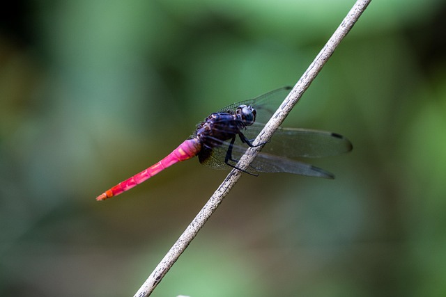 Einfügung, Libelle, Entomologie, Makro