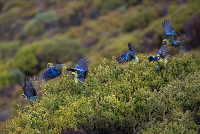Download free HD stock image of Tasmanian Rosella Green Rosella Free Tasmanian Rosella Green Rosella photo and picture