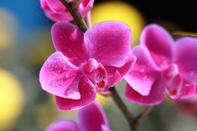 Free Orchids Flower Background photo and picture