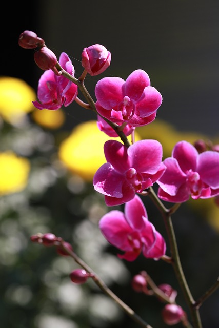 Free Orchids Flowers photo and picture