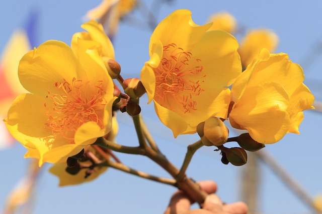 Free Flowers Yellow Flowers photo and picture