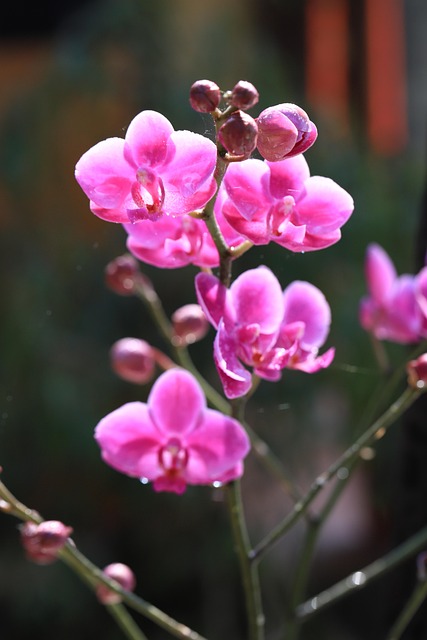 Free Orchids Flowers photo and picture