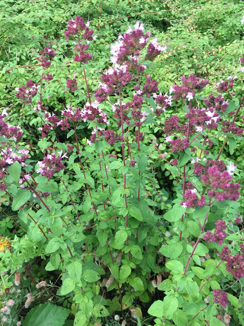 Oregano Wild Plant - Free photo on Pixabay - Pixabay