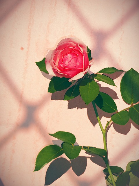 Rose, Blomst, Flora, Kronblade, Planter