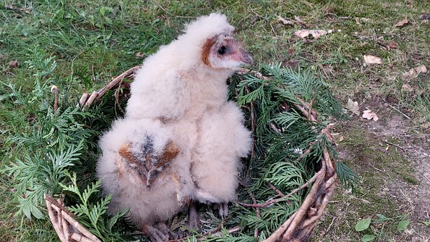 Bufniță De Hambar, Pui, Prădător, Cuib