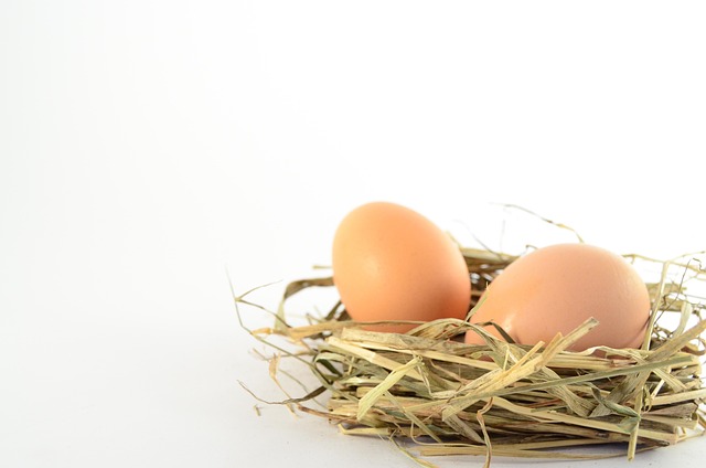 Free Eggs Nest photo and picture