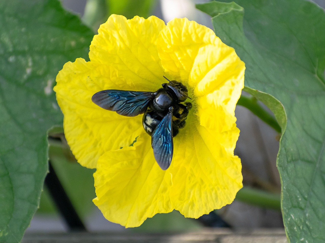 Flower Bee Pollination Yellow - Free photo on Pixabay - Pixabay