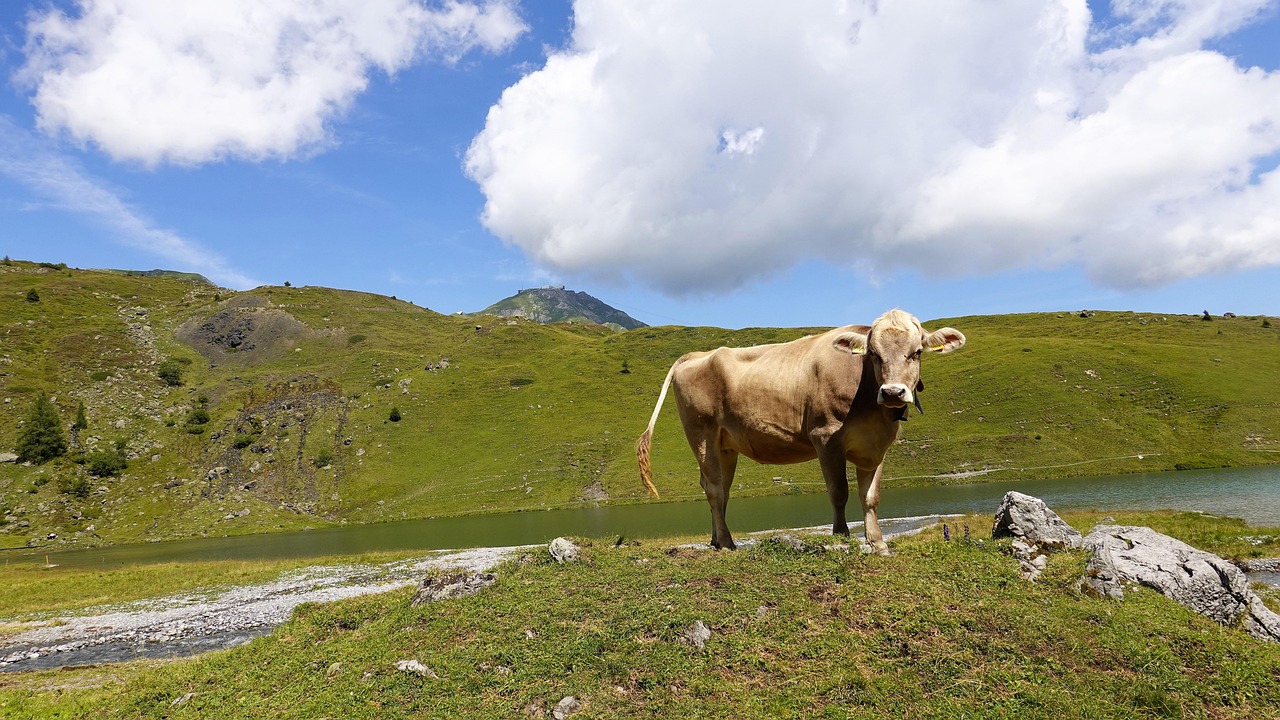Cow - free online jigsaw puzzle photo