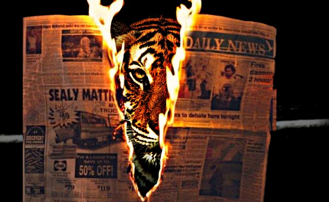 Tijger, Vuur, Krant, Oranje