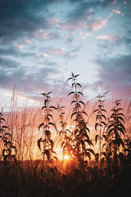 Free Sunset Plants photo and picture