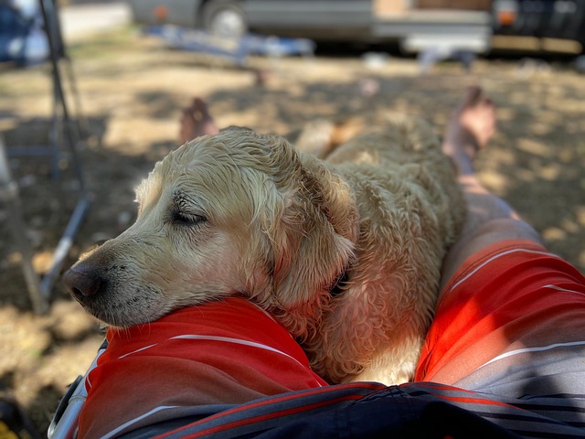 Hund, Urlaub, Entspannung, Chillout