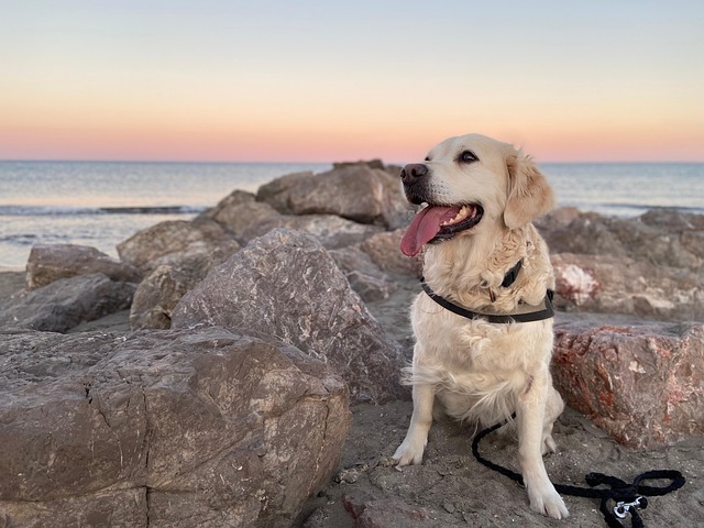 Hund, Hundeportrait, Meer, Strand