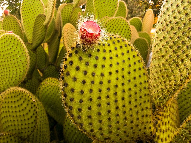 Free Cactus Plant photo and picture