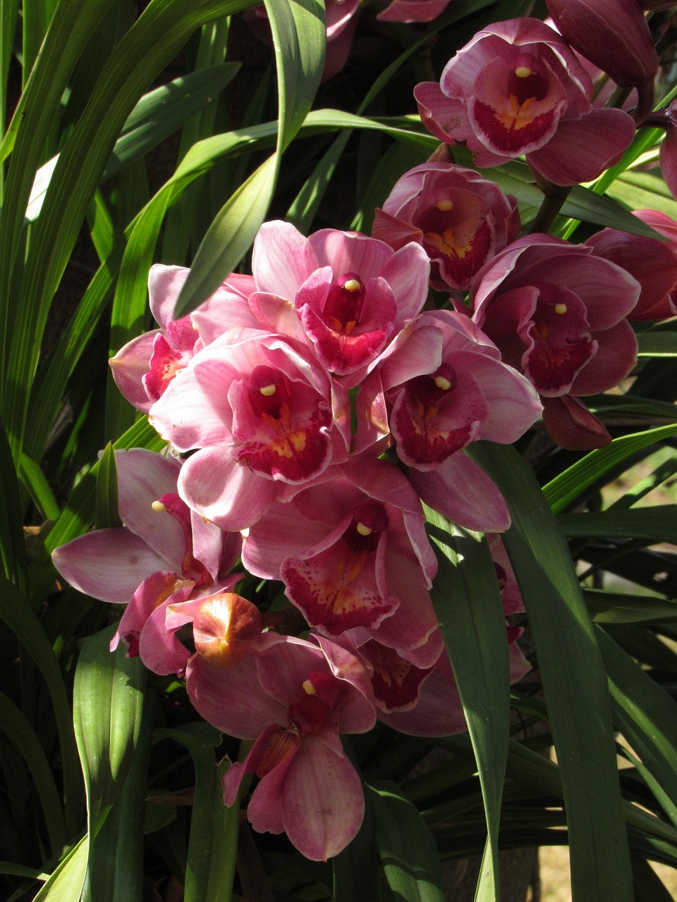 Orchidee Bloem Orchid - Gratis foto op Pixabay - Pixabay