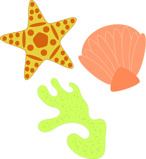 Estrella De Mar, Coral, Conchas, Oceano