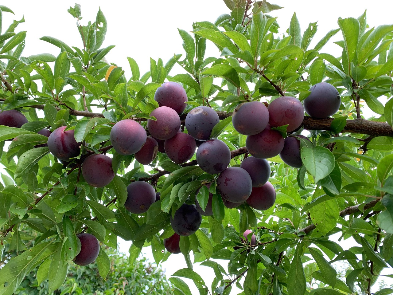 Plums Fruit Tree Free photo on Pixabay Pixabay