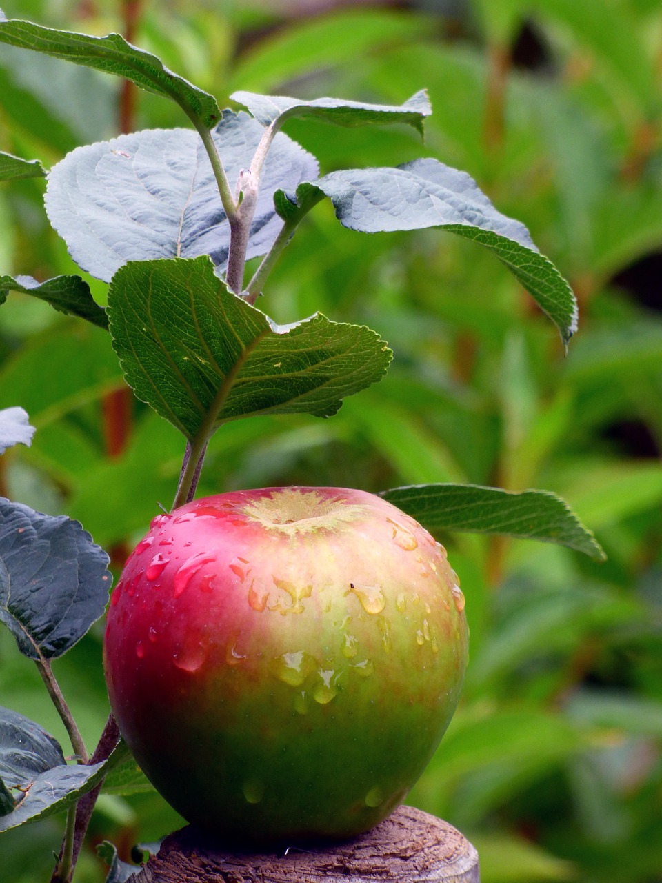 Apple Fruit Food - Free photo on Pixabay - Pixabay