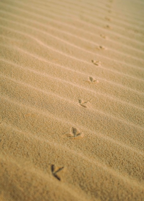 Free Sand Desert photo and picture