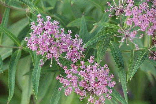 Free Flower Garden photo and picture