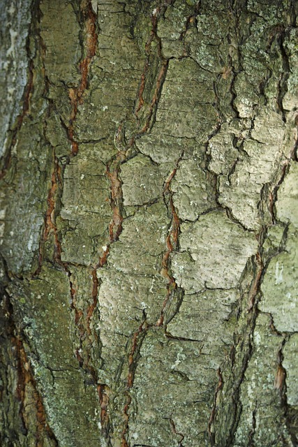 Free Tree Bark photo and picture