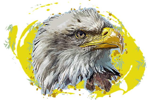 Free bald eagle eagle bird illustration