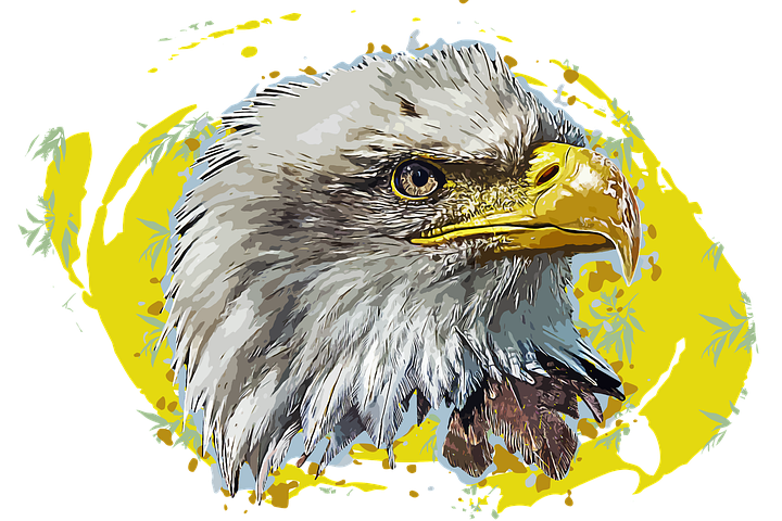 95 Sketsa Gambar Kepala Burung Elang HD