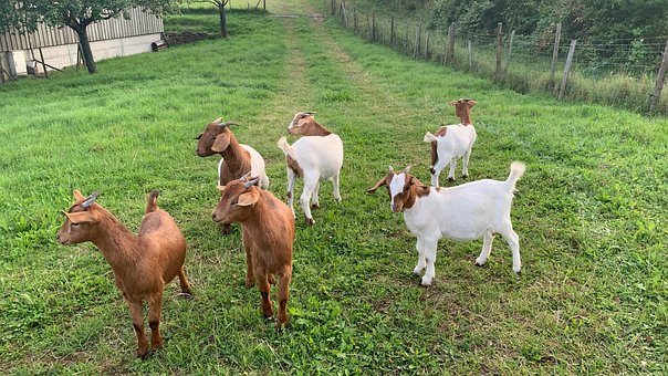 Free Animals Agricultural photo and picture