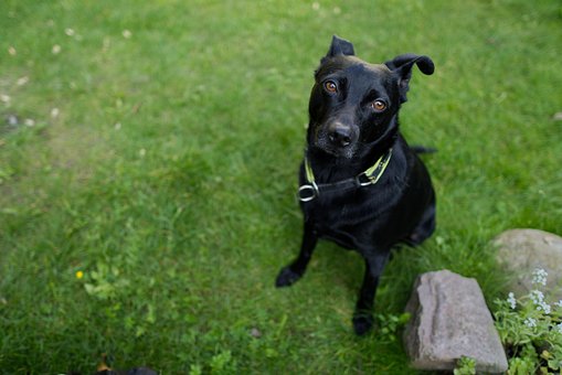Hund, Haustier, Eckzahn, Tier, Pelz