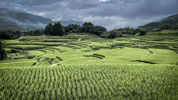 70+ Free Rice Fields Japan & Japan Images - Pixabay