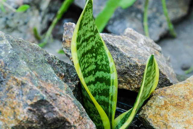 Free Sansevieria Mother-In-Law'S Tongue photo and picture