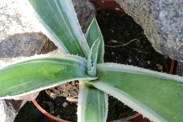 Free Agave Agave Americana Variegata photo and picture
