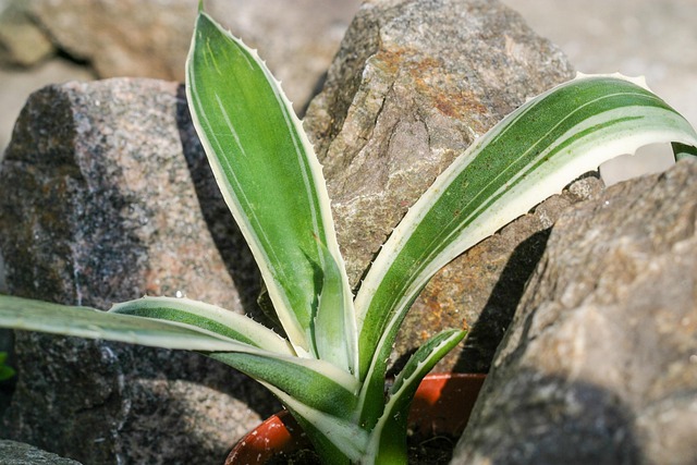 Free Agave Agave Americana Variegata photo and picture