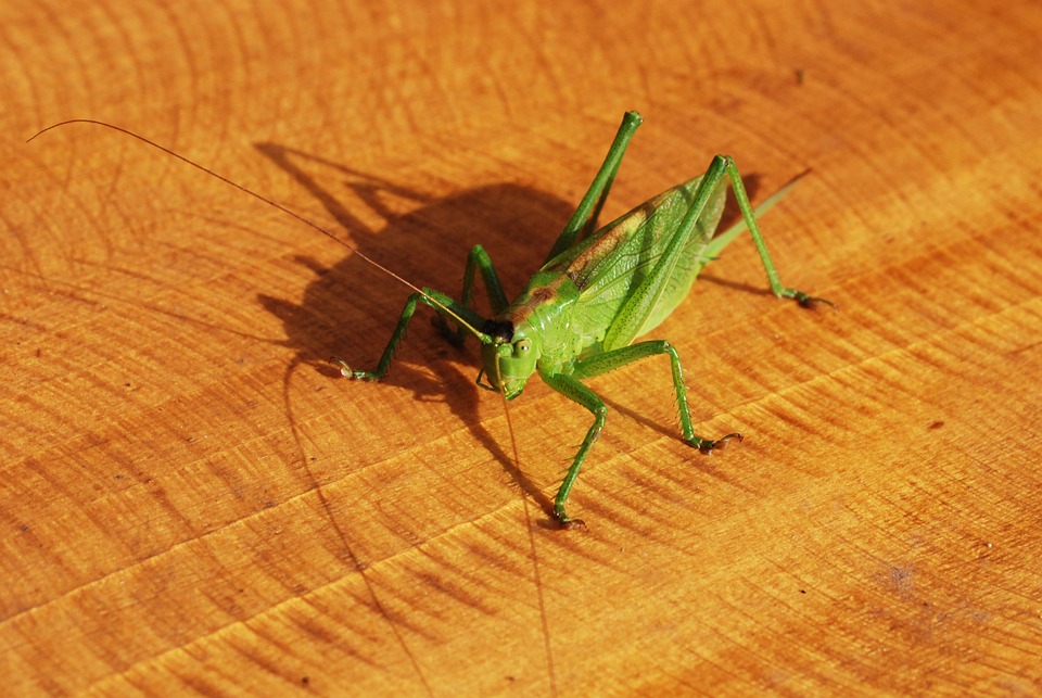 Insecte Sauterelle Vert - Photo gratuite sur Pixabay - Pixabay
