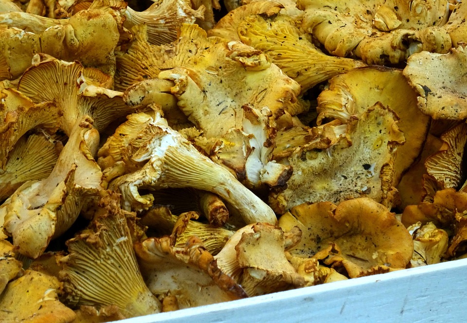 Chanterelles Jamur Chanterelle Foto gratis di Pixabay