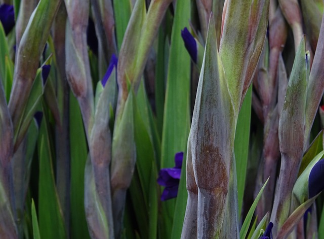 Gladiole Pflanzen Blumen Kostenloses Foto Auf Pixabay Pixabay